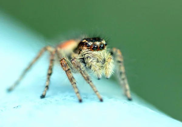 Araña Salvaje Cerca — Foto de Stock