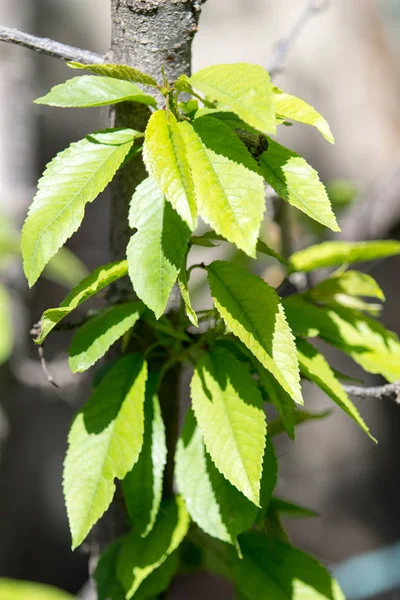 Gröna Blad Mot Himlen — Stockfoto