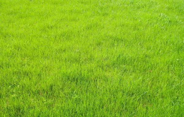 Green Grass Plants Background — Stock Photo, Image