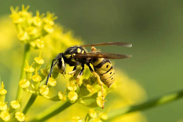 Avispa Una Flor Amarilla Cerca — Foto de Stock