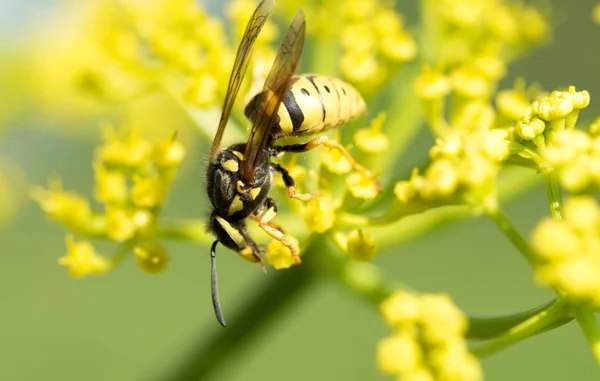 Wasp Een Gele Bloem Close — Stockfoto