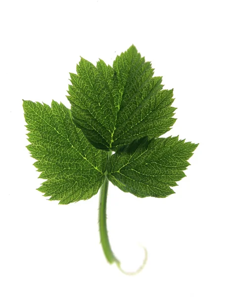 Hoja Verde Aislada Sobre Fondo Blanco — Foto de Stock