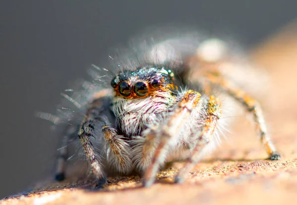 Spider Close Macro Wildlife — Zdjęcie stockowe