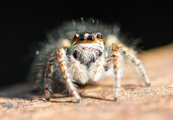 蜘蛛关闭 宏观野生动物 — 图库照片