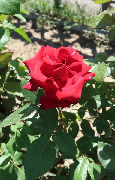 Flor Vermelha Rosa Crescendo Primavera — Fotografia de Stock