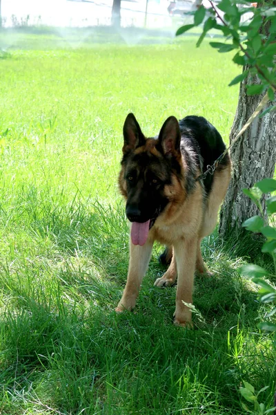 Alman Çoban Köpeği Yeşil Çimenlerin Üzerinde — Stok fotoğraf