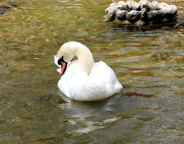 Cisne Branco Limpo Água — Fotografia de Stock