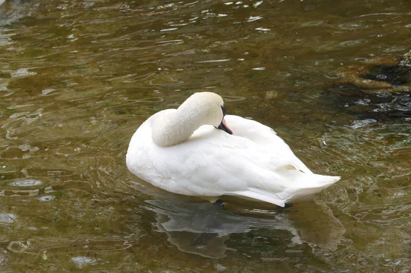 White Swan Cleaned Water — Stock Photo, Image