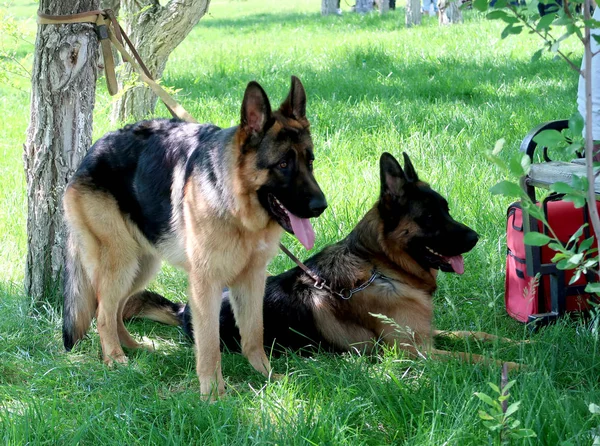 Alman Çoban Köpekleri Yeşil Çimenlerin Üzerinde — Stok fotoğraf