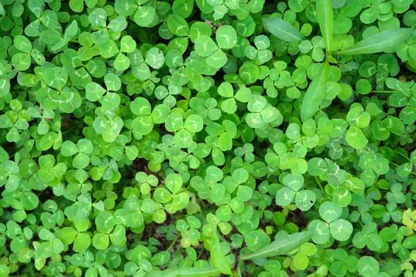 Green Natural Clover Background — Stock Photo, Image