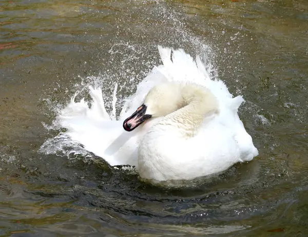 Cisne Blanco Limpia Agua —  Fotos de Stock