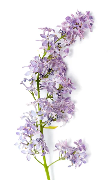 Flores Lila Sobre Fondo Blanco —  Fotos de Stock