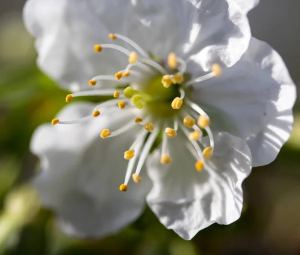 Fiori Bianchi Mela Primo Piano — Foto Stock