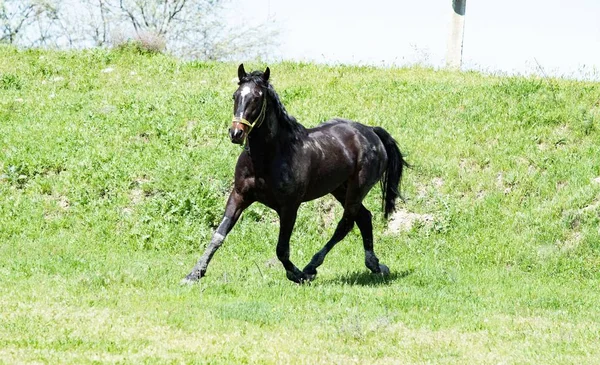 Dark Horse Groen Gras — Stockfoto