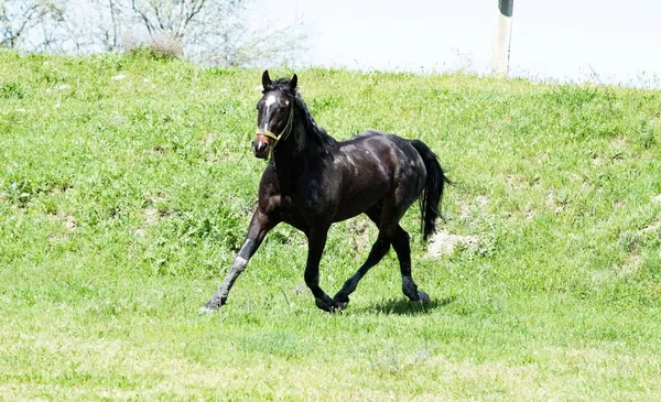 Dark Horse Green Grass — Stock Photo, Image