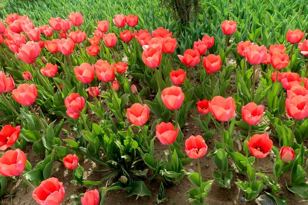 Tulipanes Brillantes Paisaje Primaveral —  Fotos de Stock