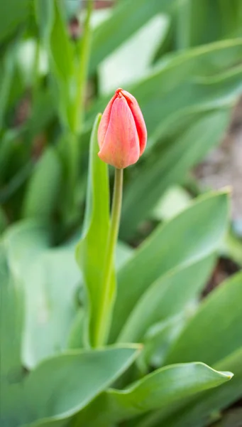 春天新鲜的郁金香花 — 图库照片