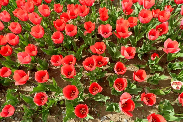 Helle Tulpen Frühlingslandschaft — Stockfoto