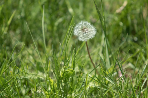 Dandelion seed outdoors — Stock Photo, Image