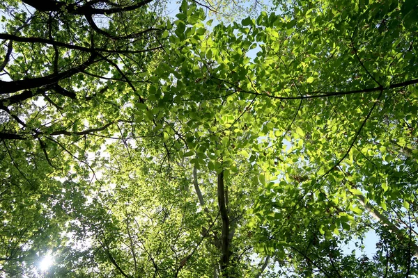 Takken Van Bomen Weergave Van Onderen Hemel — Stockfoto