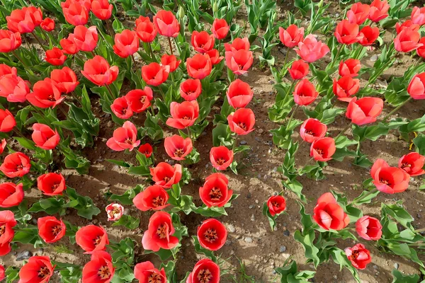 Helle Tulpen Frühlingslandschaft — Stockfoto