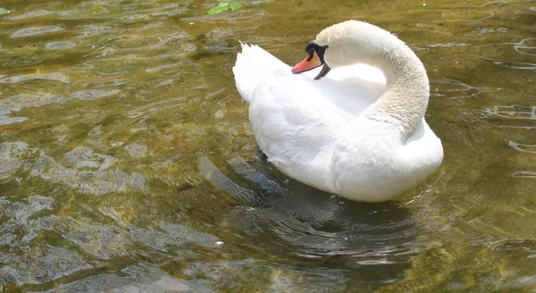 白い白鳥を水で洗浄します — ストック写真