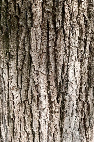 木の質感の灰色の樹皮 — ストック写真