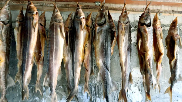 Sterlet Ryba Suszono Wędzona Linie — Zdjęcie stockowe