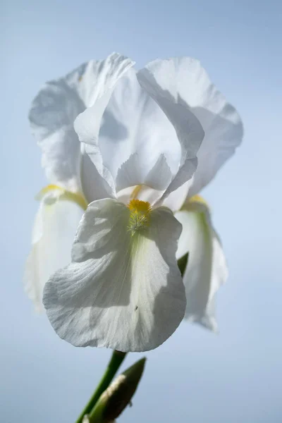 Antirrhinum Majus Fiore Bianco — Foto Stock