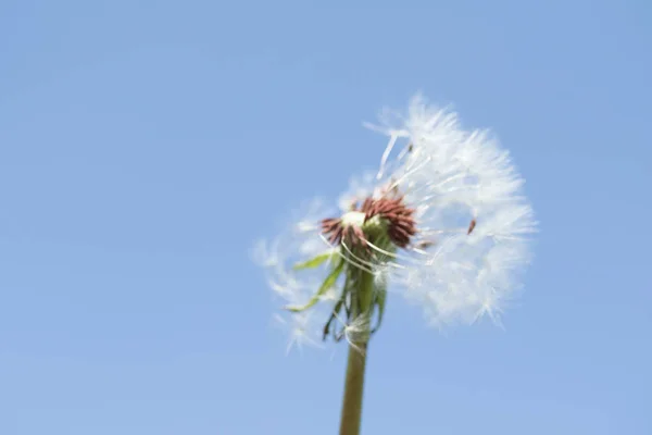 Dandelion Białego Przeciwko Niebo — Zdjęcie stockowe