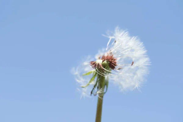 Diente León Blanco Contra Cielo —  Fotos de Stock