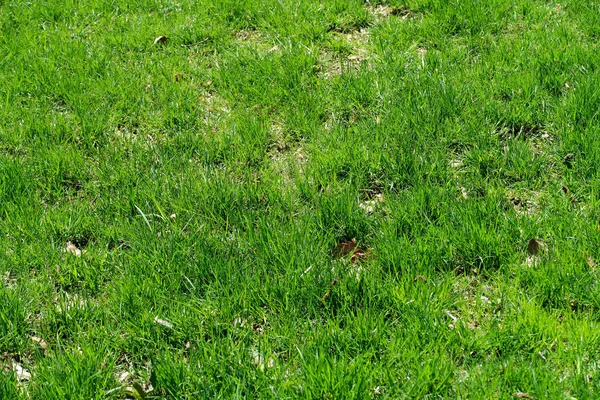 緑の草の植物 — ストック写真