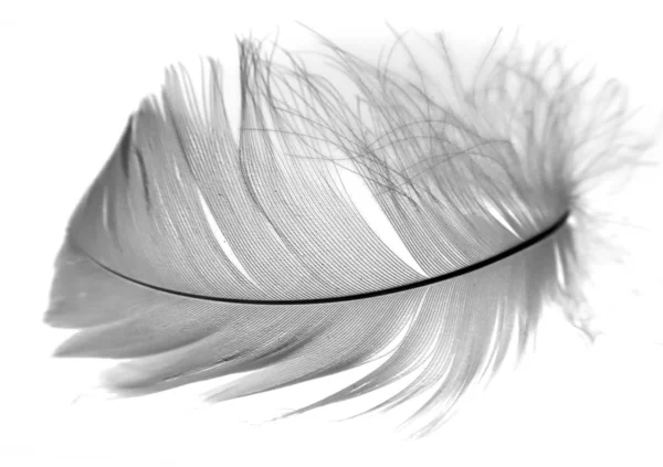 White Feather Isolated White Background — Stock Photo, Image