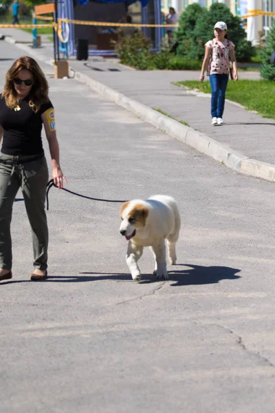 Shymkent Kazakhstan Mai 2017 Une Fille Avec Chien Dans Parc — Photo