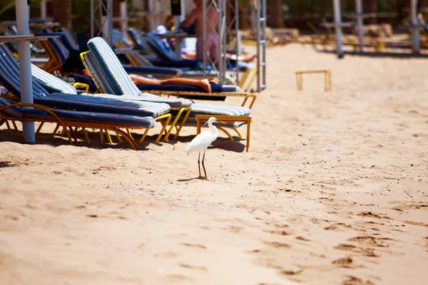 Egypte Sharm Sheikh Juillet 2018 Vacances Plage Baie Ama Bai — Photo