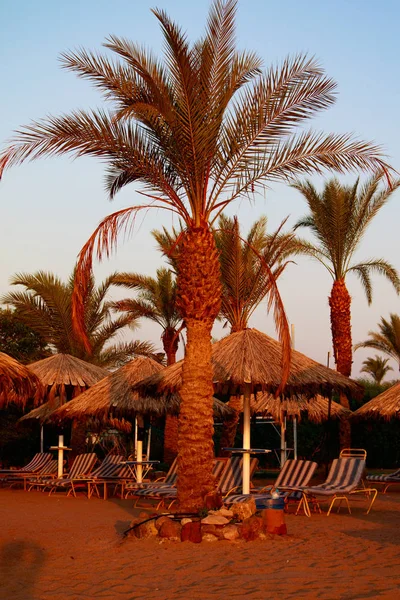 Mısır, Sharm El Sheikh -20 Temmuz 2018: plaj tatil, Bay Na'ama Bai, kumlu plaj denizin insanlar ölüyor. Red Sea'deki/daki Sina Yarımadası.