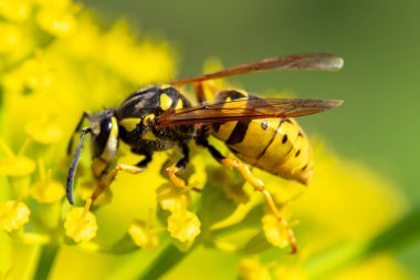 sarı çiçek yakın çekim üzerinde böcek yaban arısı