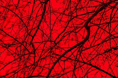 kırmızı bir arka plan ağaç dallarında silüeti