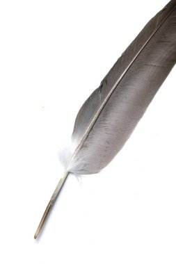 Beyaz arkaplanda kuş tüyü