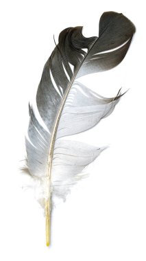 Beyaz arkaplanda kuş tüyü