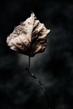 Kuru soyut sanat grunge arka plan yakın bırakır