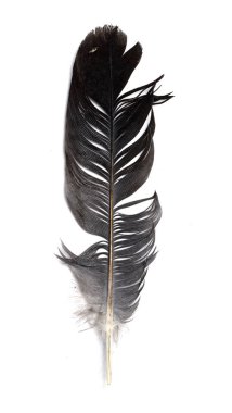 Beyaz arkaplanda kuş tüyü