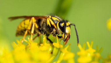 sarı çiçek yakın çekim üzerinde böcek yaban arısı