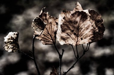 Kuru soyut sanat grunge arka plan yakın bırakır