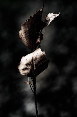 Kuru soyut sanat grunge arka plan yakın bırakır