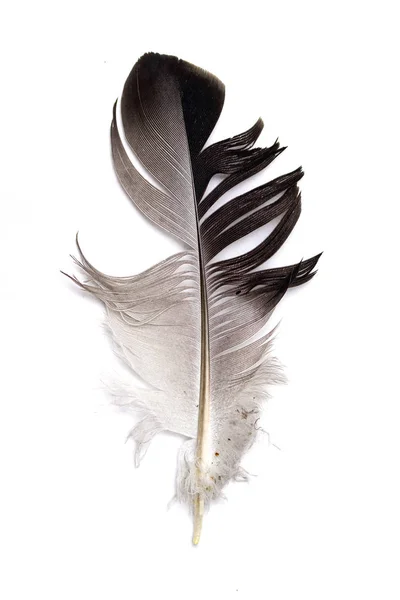 Перо Птицы Белом Фоне — стоковое фото