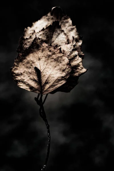 Abstraktní Suché Listí Zblízka Art Grunge Pozadí — Stock fotografie