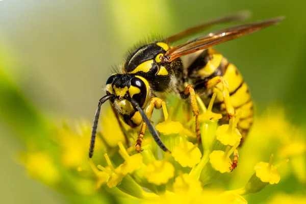 Insect Wasp Een Gele Bloem Close — Stockfoto