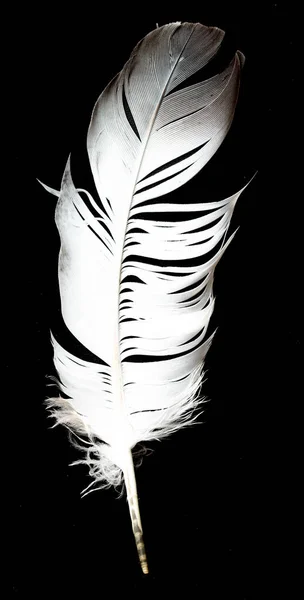 Feather Isolated Black Background — Stock Photo, Image