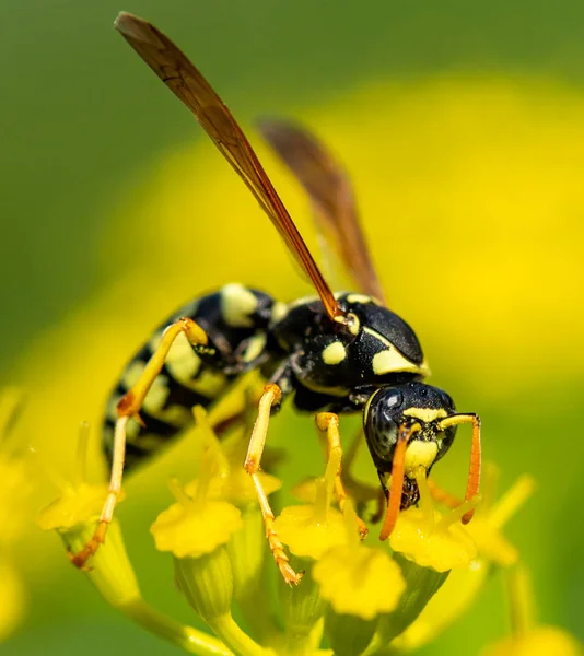 Insektenwespe Auf Einer Gelben Blume Nahaufnahme — Stockfoto